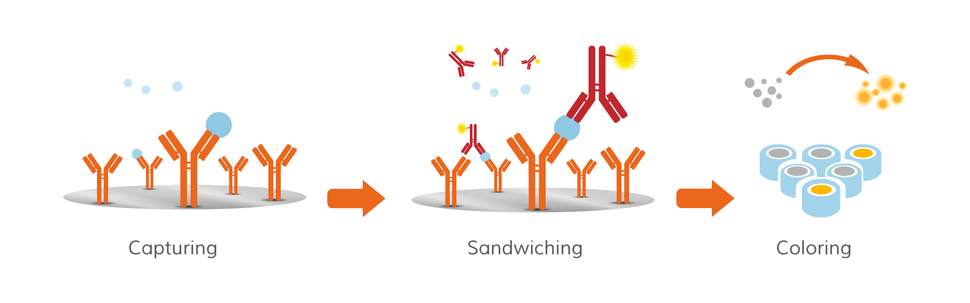 ALLwell kits are based on Sandwich-ELISA and are the most
used and accepted worldwide for testing in food industry.
In this method the specific allergen in the sample extract is
captured by antibodies attached to the plastic wells of a
microtiter plate. After washing, a second antibody (conjugated
to HRP enzyme) is added binding to the allergen. When an
appropriate chemical substrate is added HRP converts it into a
colored solution: allergen contamination is then proportional
to the intensity of the color.