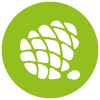 Pine nut