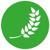 Rye