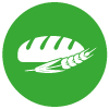 Wheat