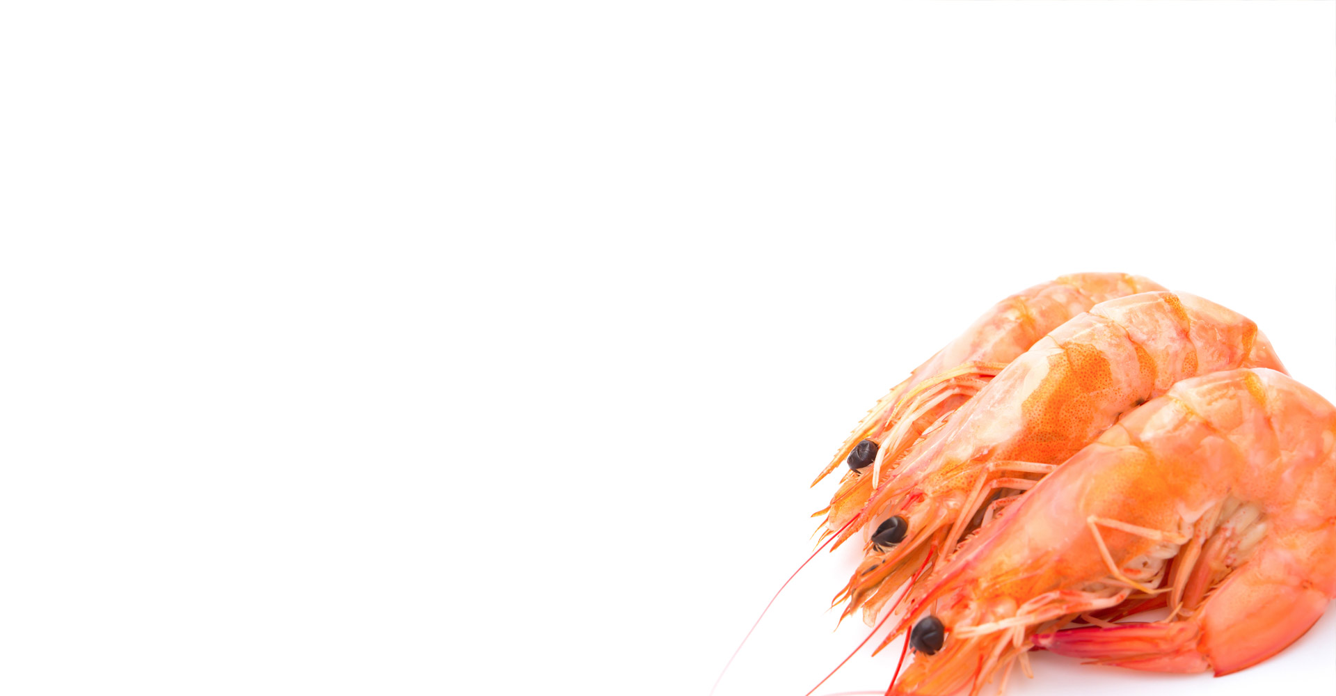 Shrimp